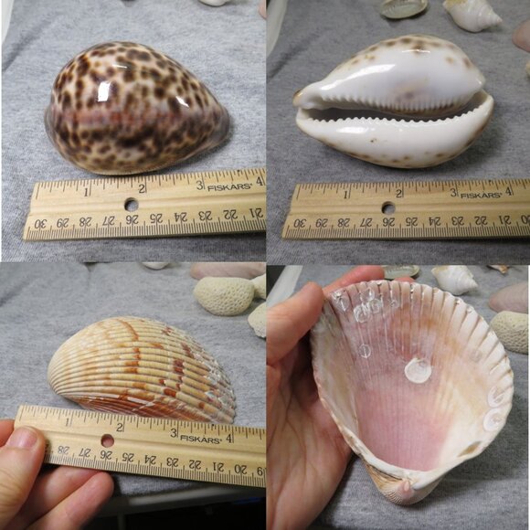 Real Sea Shells Vintage (2) Sandcastles Mr. Sandman OVER 5 POUNDS - Picture 8 of 14